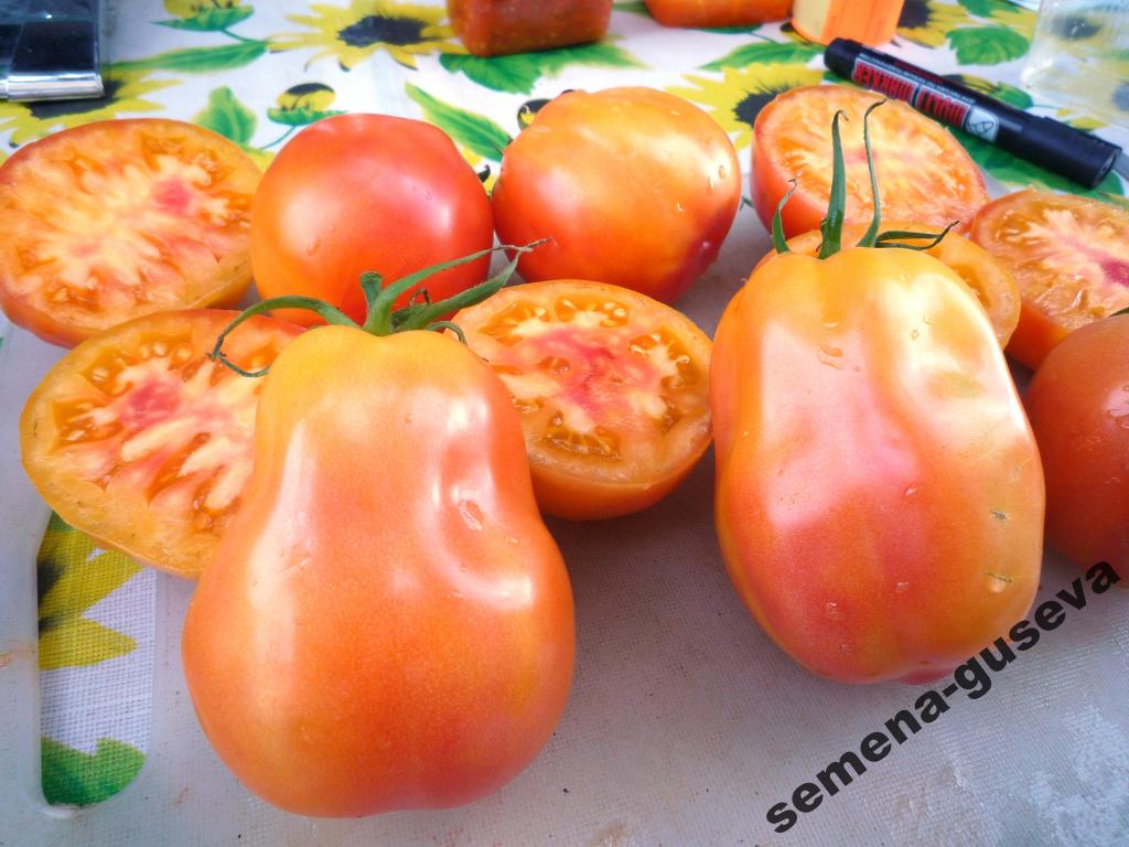Дикие томаты семена семена елец