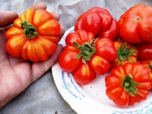 помидоры Тогорифик