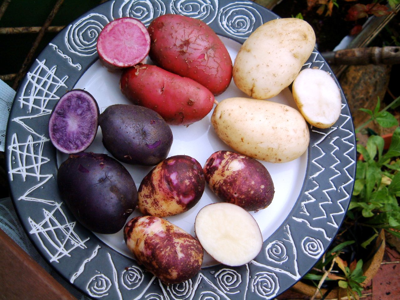 Семена картофеля клубнями арахис семена купить