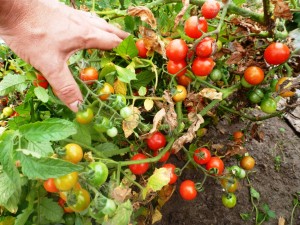 Помидоры — Crazy Cherry Tomato