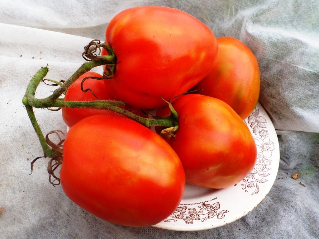 Помидоры гусева. Астраханские томаты сорта. Томат Астраханский семена. Томат бочковой засол.