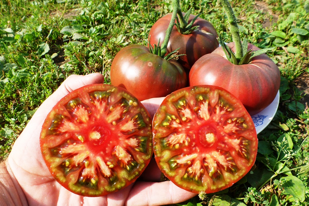 Томаты гусева. Семена помидор. Томаты с зелеными семечками сорт. Коллекционные томаты. Семена домашних помидор.