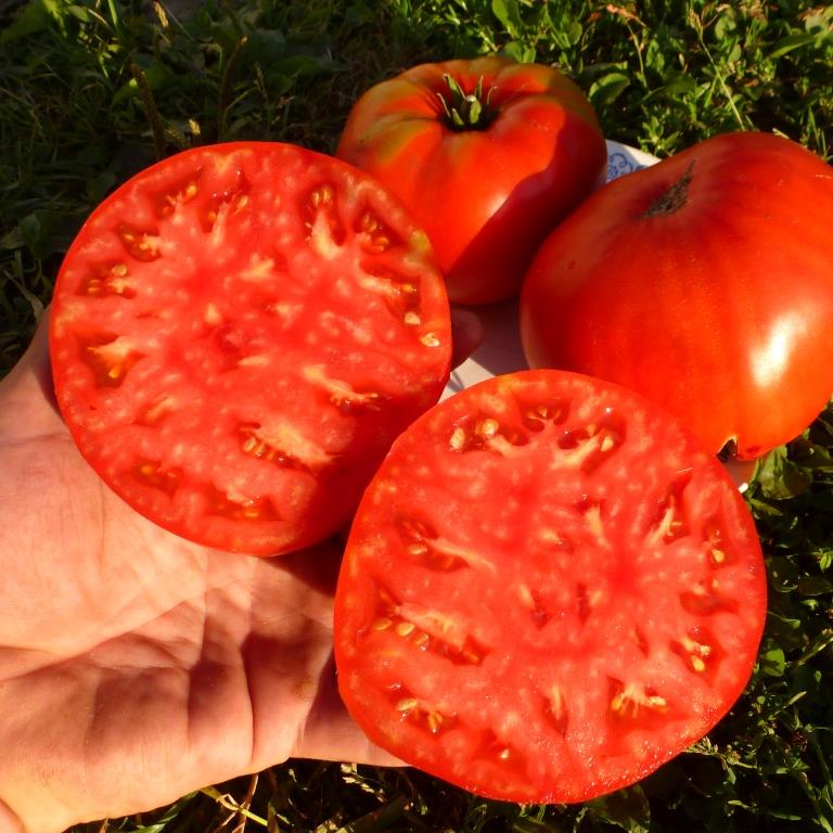 Немецкие томаты семена чеснок сажают семенами