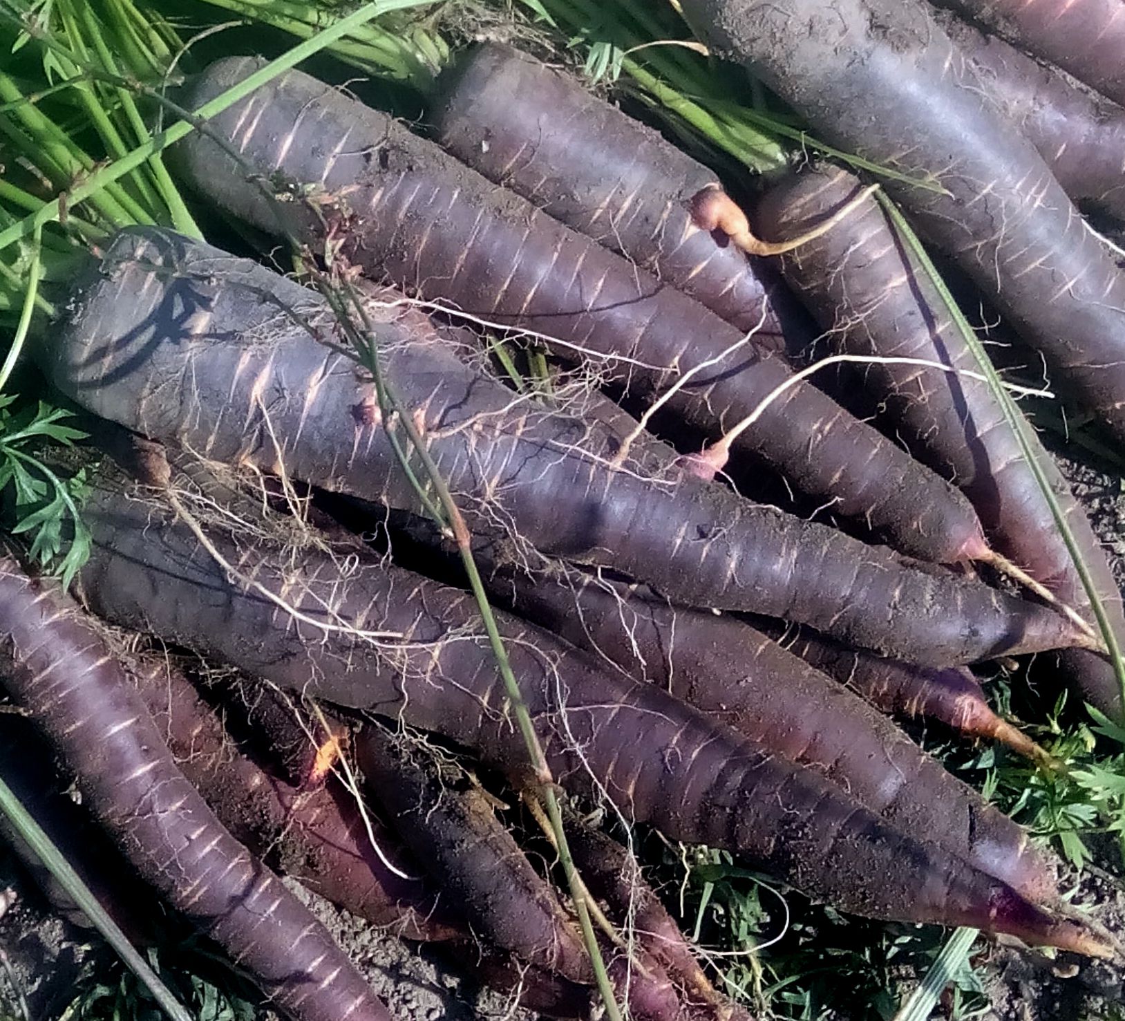 Морковь Фиолетовая Драконовая — Dragon Carrot