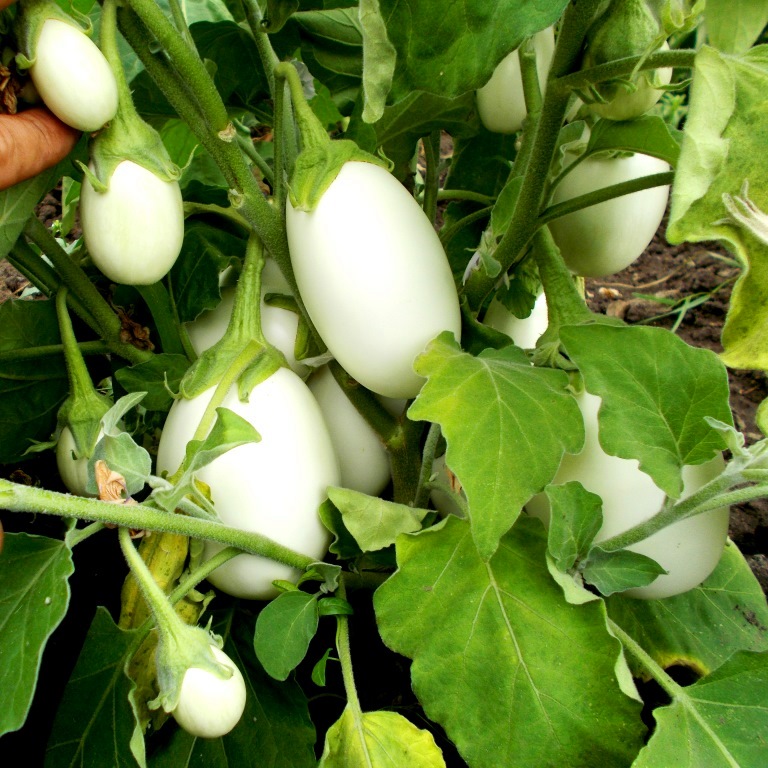 Баклажан Белые Египетские Яйца — Egyptian Egg Plant